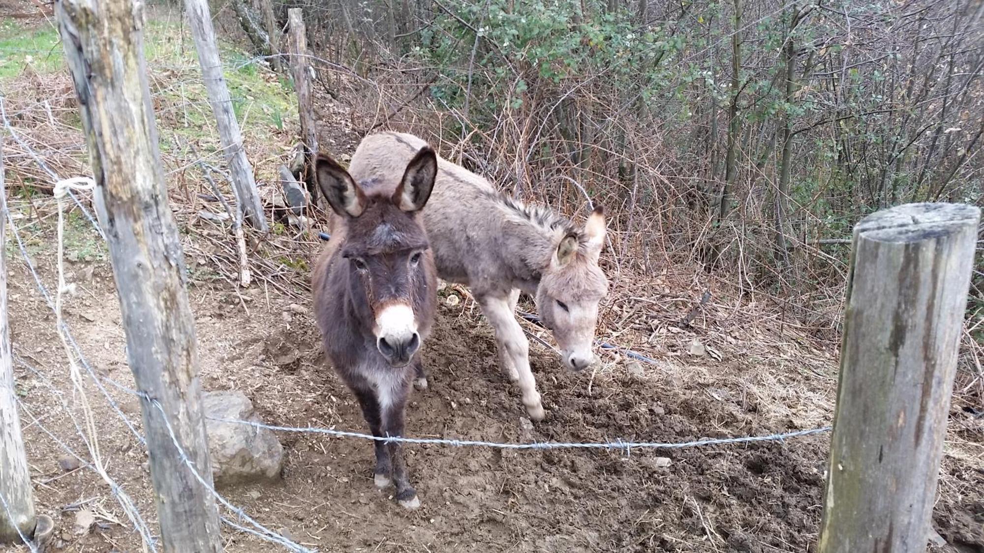 Azienda Agrituristica Risveglio Naturale فاريسى ليجور المظهر الخارجي الصورة